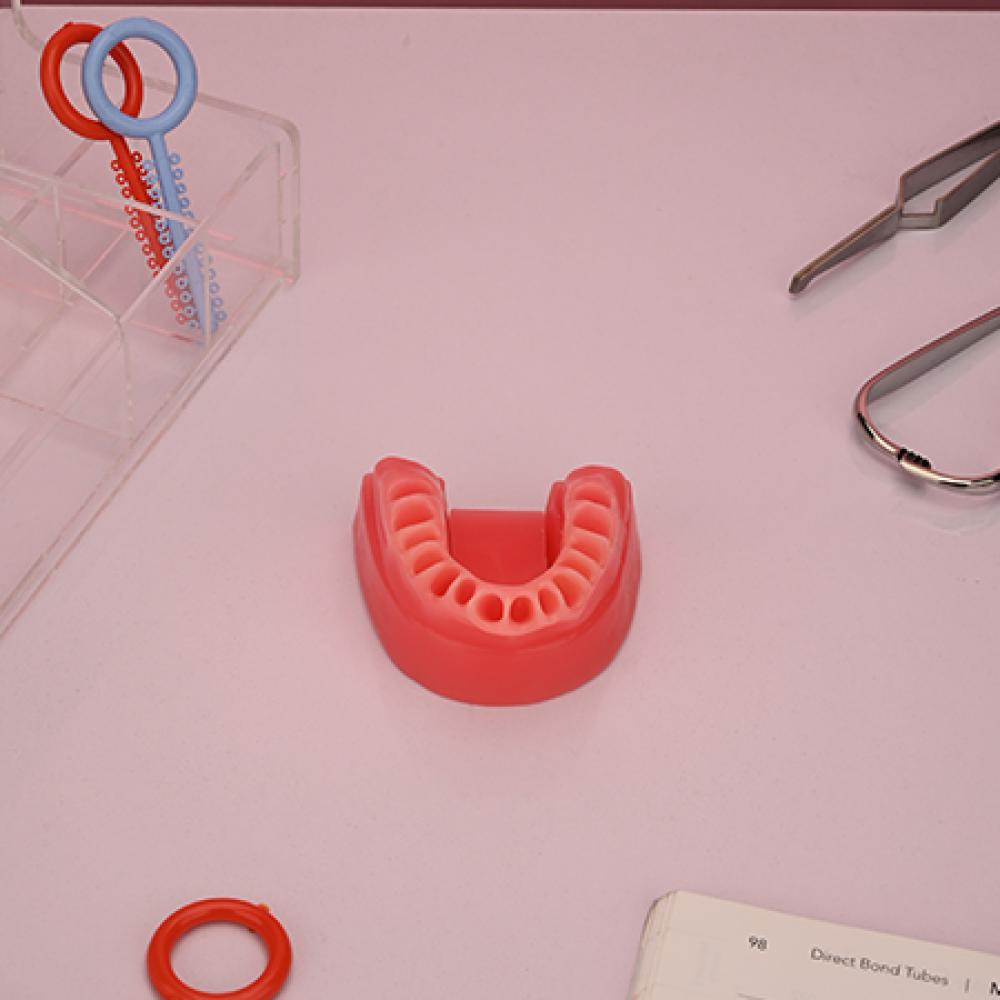 مدل دندان آموزشی Ortho Organizer - 1