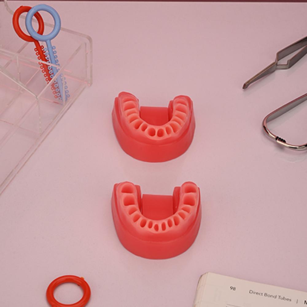 مدل دندان آموزشی Ortho Organizer - 2